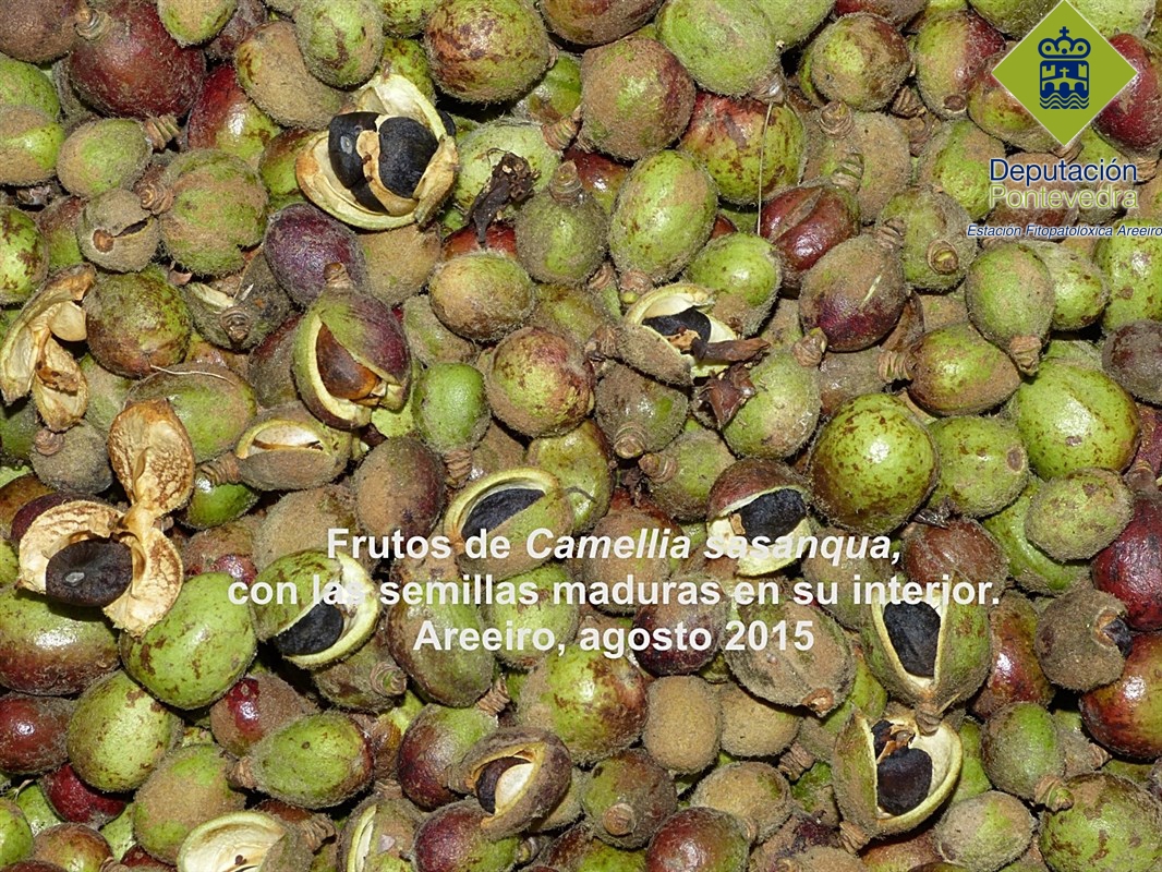 Recolección semillas >> 2015(25agost)-sasanqua124 (2pq)[1].jpg